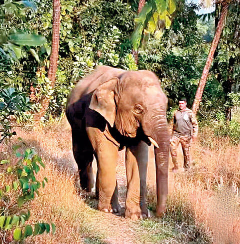 Omkar elephant