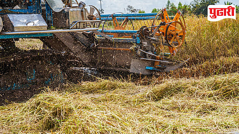 Purandar Rice Harvesting
