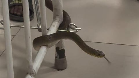 Snake bite incident