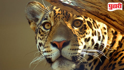 Leopard Attack