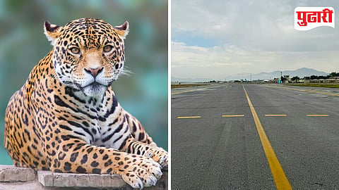 Leopard Sighting Pune Airport