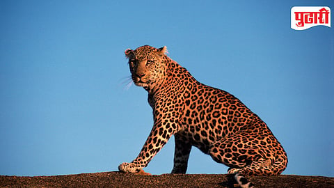Leopard Attack