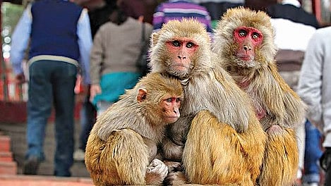 Monkey menace control