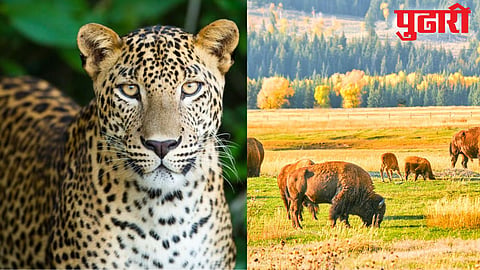Pargaon Leopard Sighting