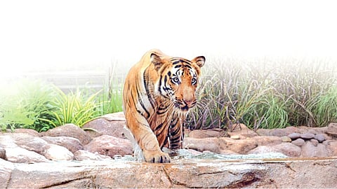 Shakti tiger death