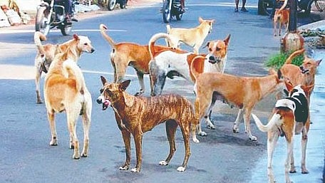 Stray Dog
