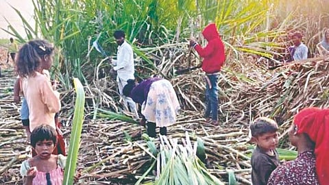 Sangli News