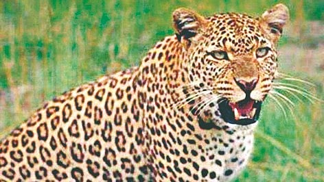 Leopard Terror