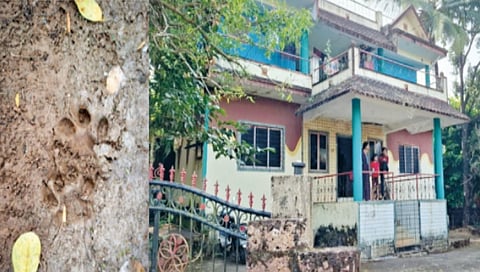 Leopard enters residential area