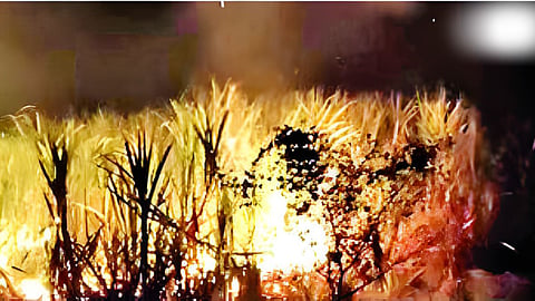 sugarcane burnt