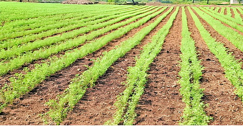 gram cultivation 