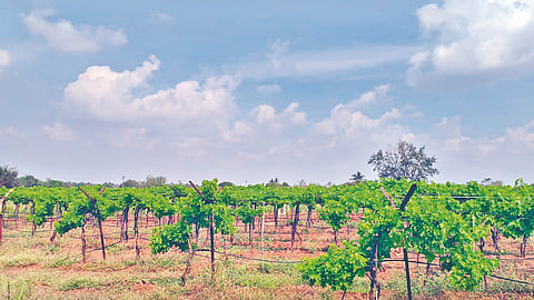 grape farming