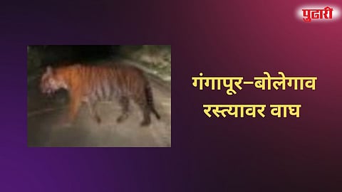 Gangapur Bolegaon road Tiger Sighting 