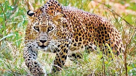Leopard sighting 