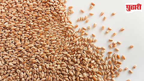Wheat
