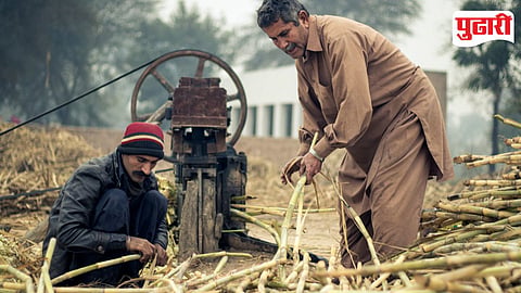 Ahilyanagar Sugar Crushing Season