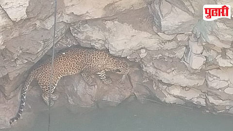 Leopard Rescue