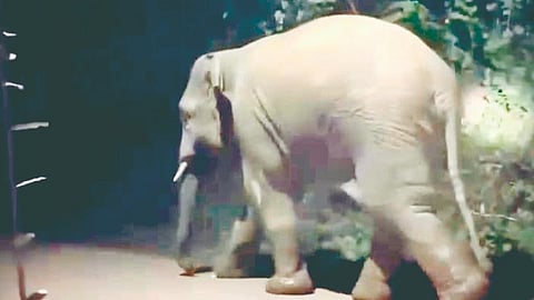 Omkar elephant