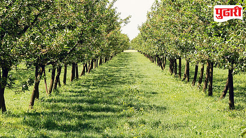 Fruit Plantation