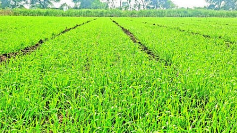 Rabi Season