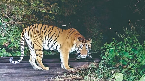 Tara tigress