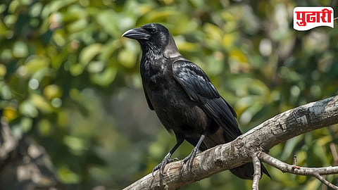 Bird Alopecia Research