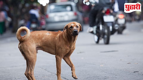 Dog 