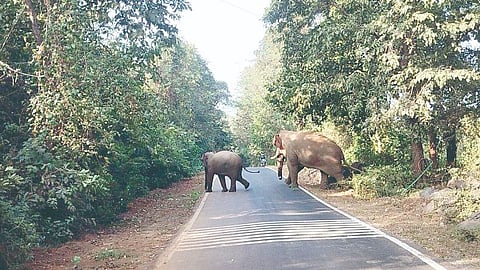 Wildlife Movement In Sindhudurg