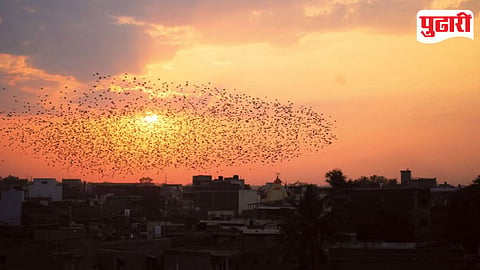 Ujani Rosy Starling