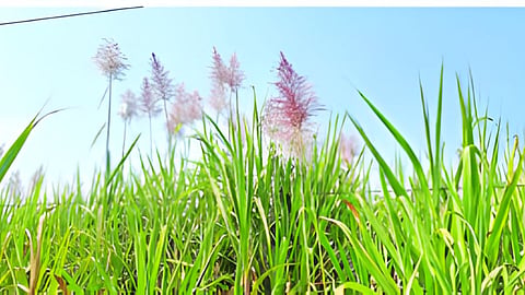 Sugarcane News