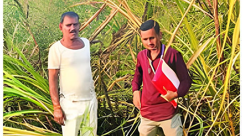 Sugarcane burnt