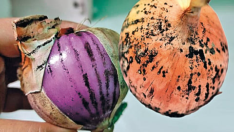 onions Fungus
