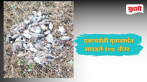 Dombivili Crime | डोंबिवलीच्या सातपूल परिसरात आढळले १०७ तितर पक्षांचे मृतदेह