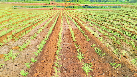 Gram crop
