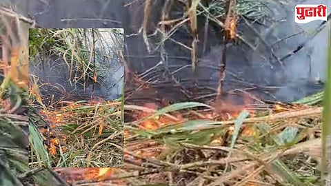  Purna  Sugarcane farming news news 