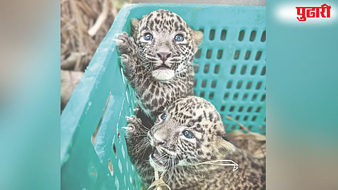 Shirala Leopard Scare