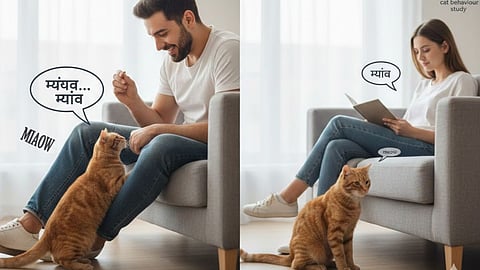 cats meow habits 
