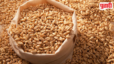 Pesticide tablets in grains can be deadly