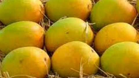 Konkan Hapus