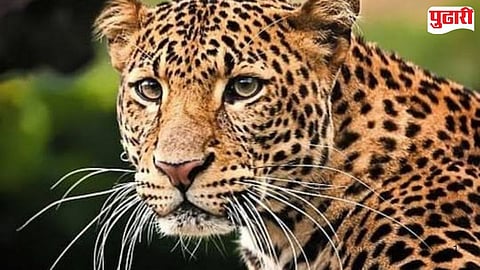 Himayatnagar leopard terror in farms 