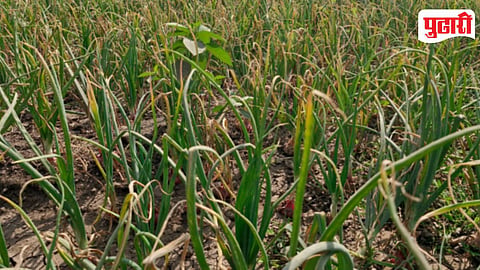 Onion Crop Blight