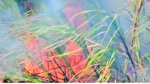sugarcane burnd