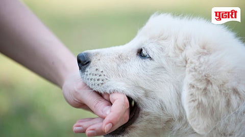 Dog Attack