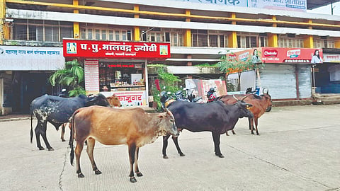 Sindhudurg news