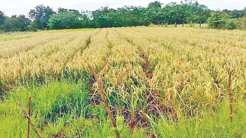 rice farming