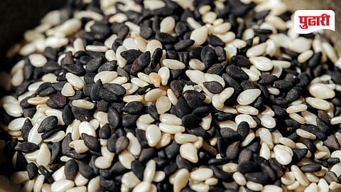 Fish Seed 
