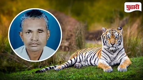 Tiger Attack 