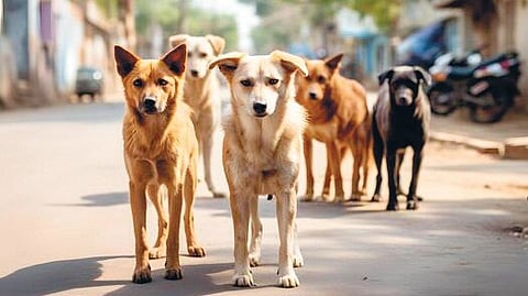 stray dogs