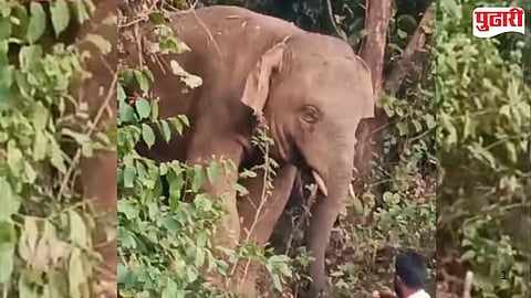 Omkar Elephant 
