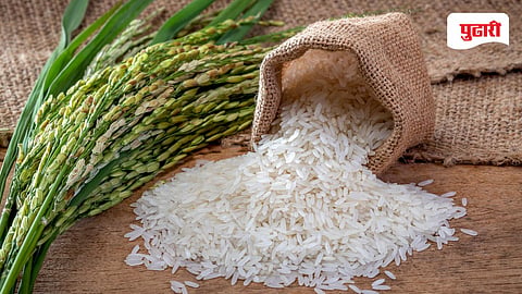 Rice